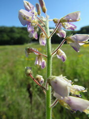 Desmodium canadense