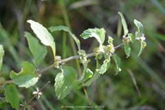 Mentha arvensis