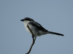 Lanius ludovicianus migrans