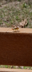 Conocephalus brevipennis