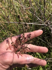Desmodium illinoense