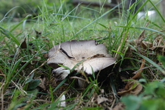 Agaricus