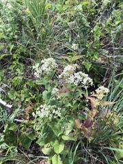 Eupatorium sessilifolium