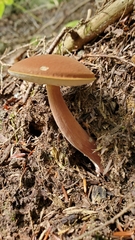 Austroboletus gracilis