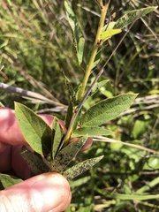 Desmodium illinoense