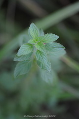 Mentha arvensis