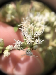 Eupatorium sessilifolium