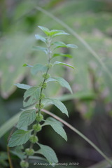 Mentha arvensis