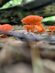Hygrocybe
