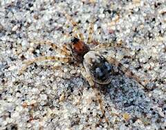 Arctosa perita