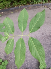 Euonymus atropurpureus