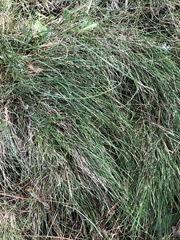 Festuca rubra