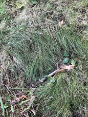 Festuca rubra