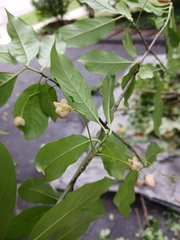 Euonymus atropurpureus