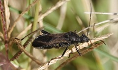 Alydus