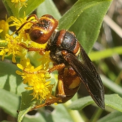 Cerceris bicornuta