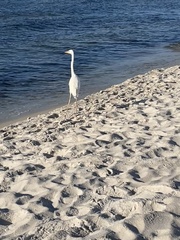 Ardea herodias occidentalis