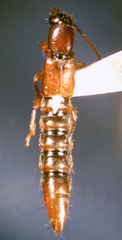 Lobrathium collare