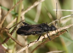 Alydus