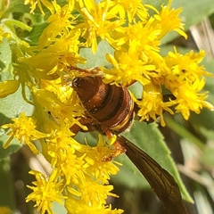 Cerceris bicornuta