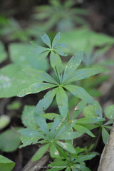 Galium odoratum