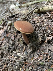 Austroboletus gracilis