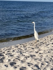 Ardea herodias occidentalis