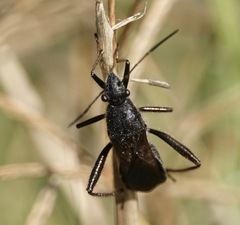Alydus