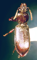 Schizogenius lineolatus