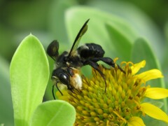 Megachile xylocopoides