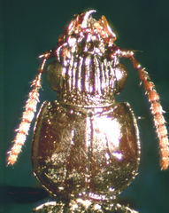 Schizogenius lineolatus