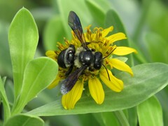 Megachile xylocopoides