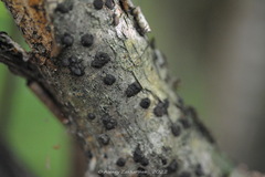 Jackrogersella multiformis