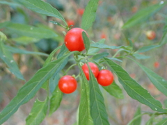 Solanum pseudocapsicum