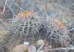 Ferocactus viridescens