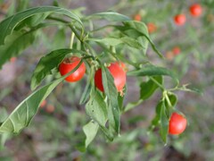Solanum pseudocapsicum