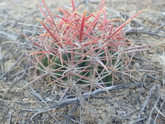 Ferocactus viridescens