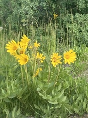 Balsamorhiza