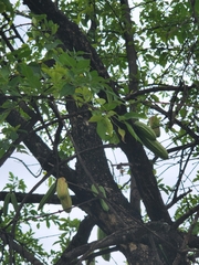 Parmentiera aculeata