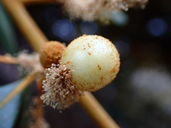 Dryocosmus castanopsidis