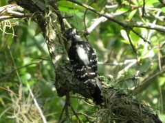 Dryobates pubescens pubescens