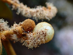 Dryocosmus castanopsidis