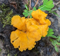 Cantharellus lateritius