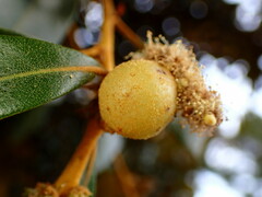 Dryocosmus castanopsidis