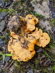 Cantharellus lateritius