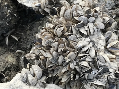Zebra Mussel
