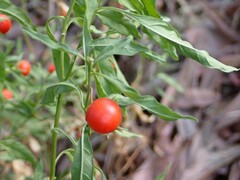 Solanum pseudocapsicum