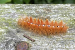 Acronicta aceris