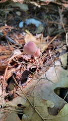 Mycena haematopus