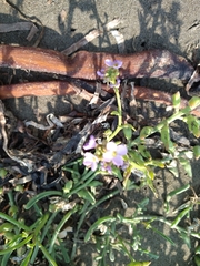 Cakile maritima